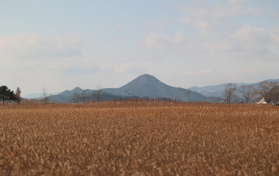 Suncheonman Bay Wetland: A Hidden Paradise for Nature Lovers