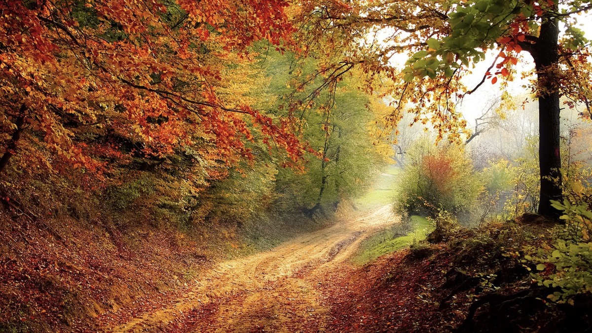 Autumn forest path with red and gold foliage in Korea